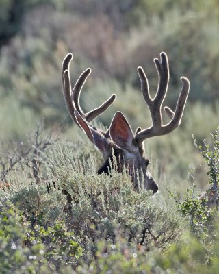 mule deer