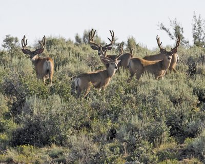 mule deer