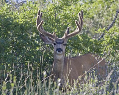 mule deer