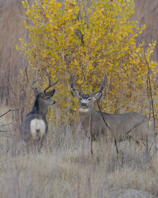 mule deer