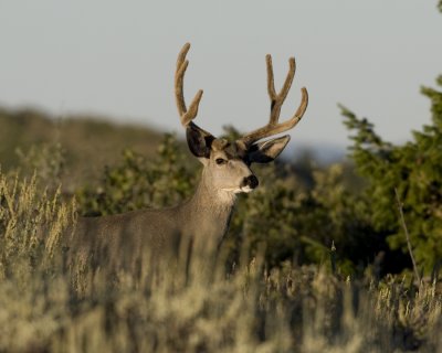 mule deer