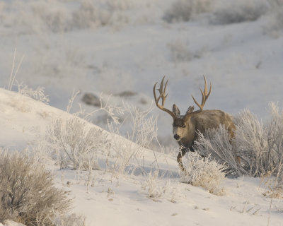 Mule deer