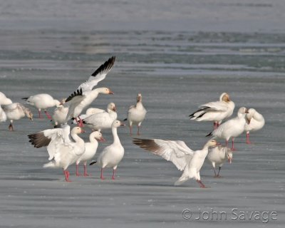 snow geese Delta Utah