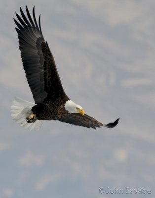 Bald eagle on the prowl