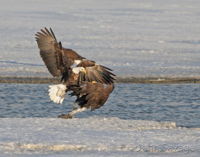 Bald Eagles discussing the fish meal