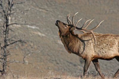 Bull elk sounding off