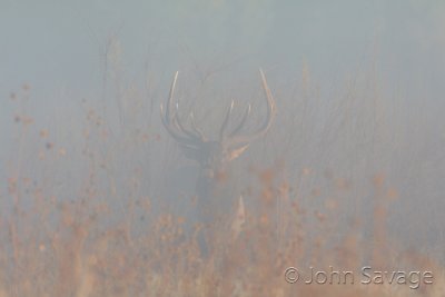 Bull elk bugling in the fog