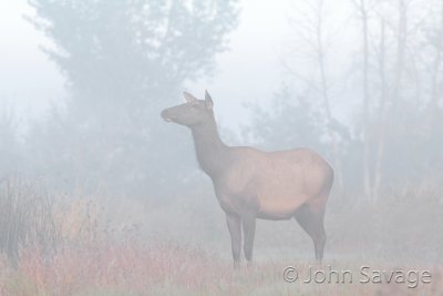 cow elk in the morning mist
