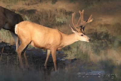 Mule deer buck at waterhole