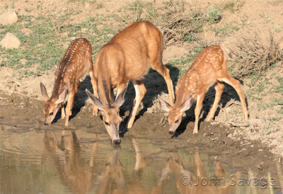 mule deer doe and fawns
