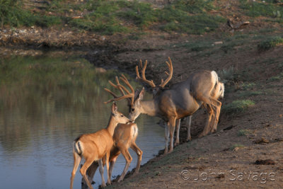 Mule deer bucks and does at waterhole