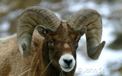 Bighorn sheep 105 cropped 13x19.jpg