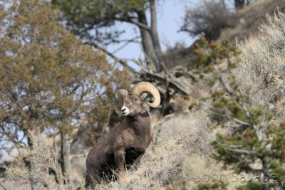 Bighorn sheep    montana 11-15-07 500mm 259