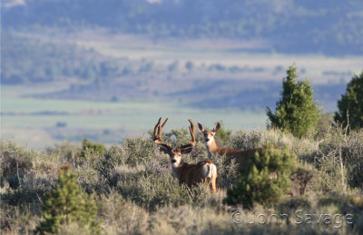 Mule deer buck and doe