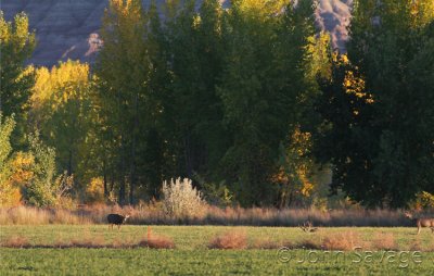 Mule deer bucks in the fall colors