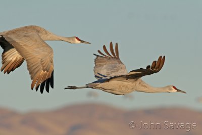 sandhill_cranes