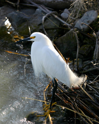 snowy egret fishing  