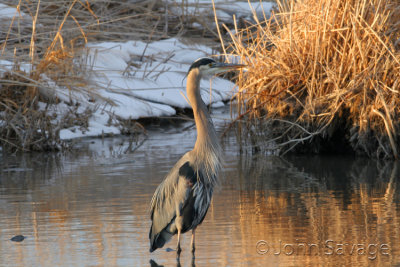 Great blue heron Portfolio 3 full 140