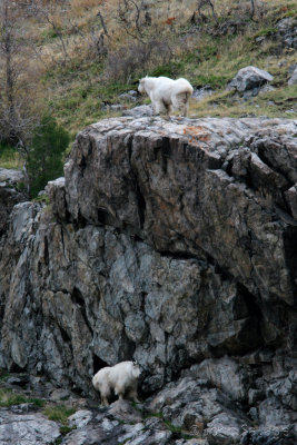 Mountain goat 123  