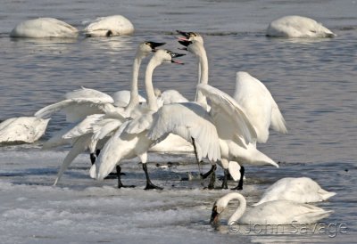 Tundra swans   farmington 2-19-08 034