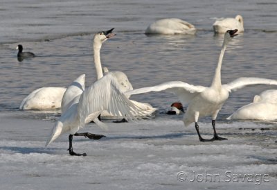 Tundra swans  farmington 2-19-08 026