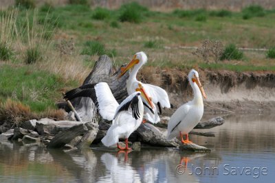 White pelican bear river 500 195  