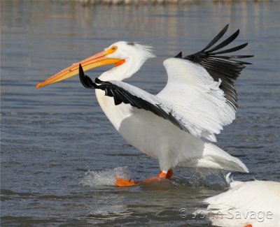 American White pelican comin in