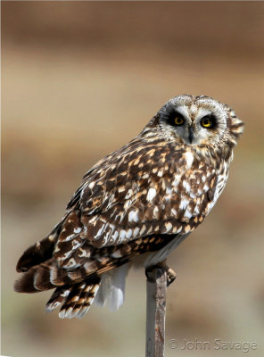 Short eared owl 13x19