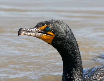  Double Crested Cormorant 40  