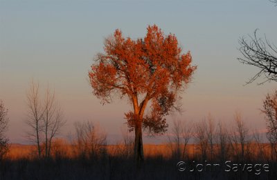 ouray tree copy.jpg