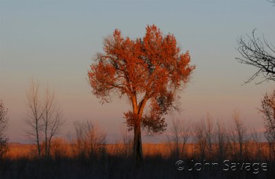 ouray tree copy.jpg