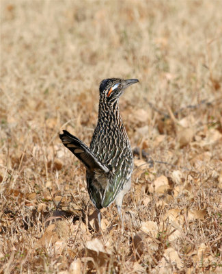 Roadrunner