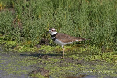 Killdeer