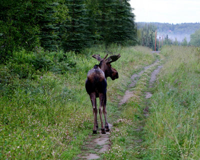 Alaskan moose