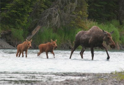 Alaskan moose wading the kasilof river