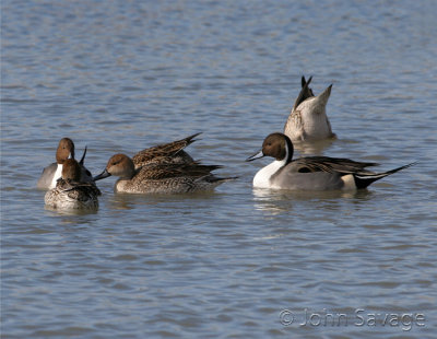 pintails group