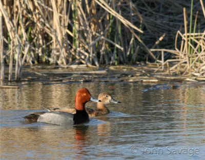 red head pair