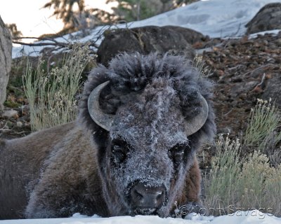 bison bull cold morning.