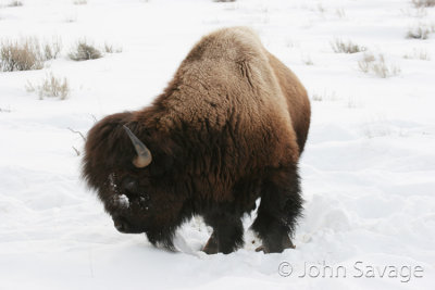 Bison Yellowstone.jpg
