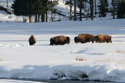 Bison Lamar Valley Yellowstone.jpg