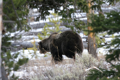 Grizzly Yellowstone power to spare