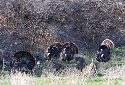 Turkeys struttin their stuff for the hens.jpg