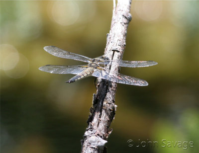 dragonfly on stick.jpg