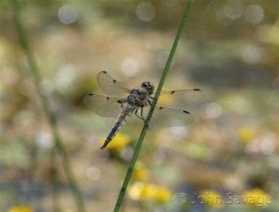 dragonfly on reed.jpg