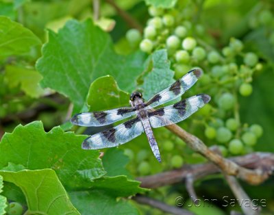 dragonfly in grapes.jpg