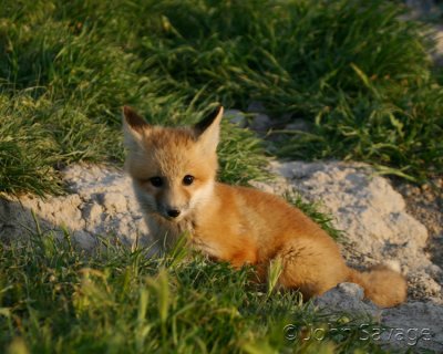 baby red fox last light 1