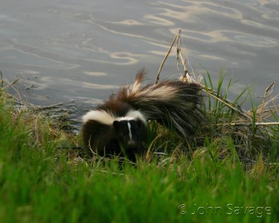 Skunk