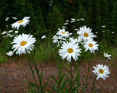 daisies in Alaska field.jpg
