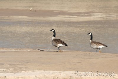 Canadian geese along greenriver