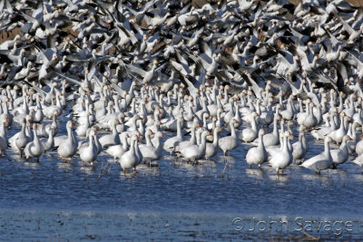 Snow geese starting the wave